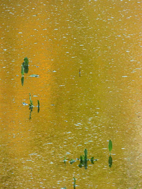 Etang jaune